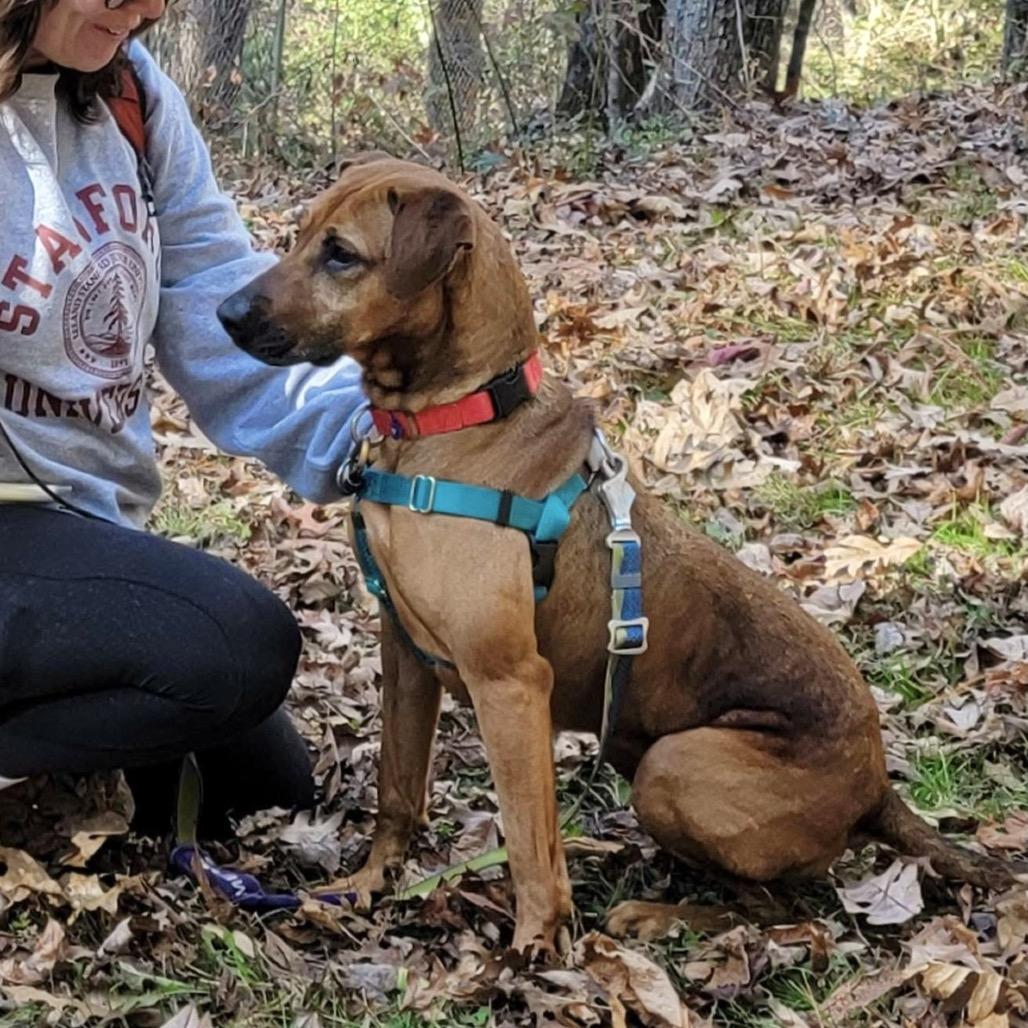 Enlarge Angela, a Adoptable Mixed Breed in Asheville, NC image 3/6