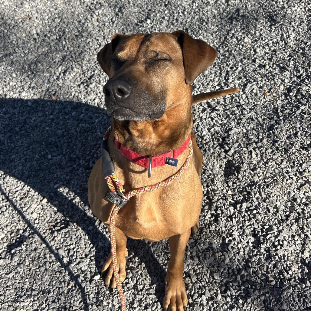 Enlarge Angela, a Adoptable Mixed Breed in Asheville, NC image 4/6