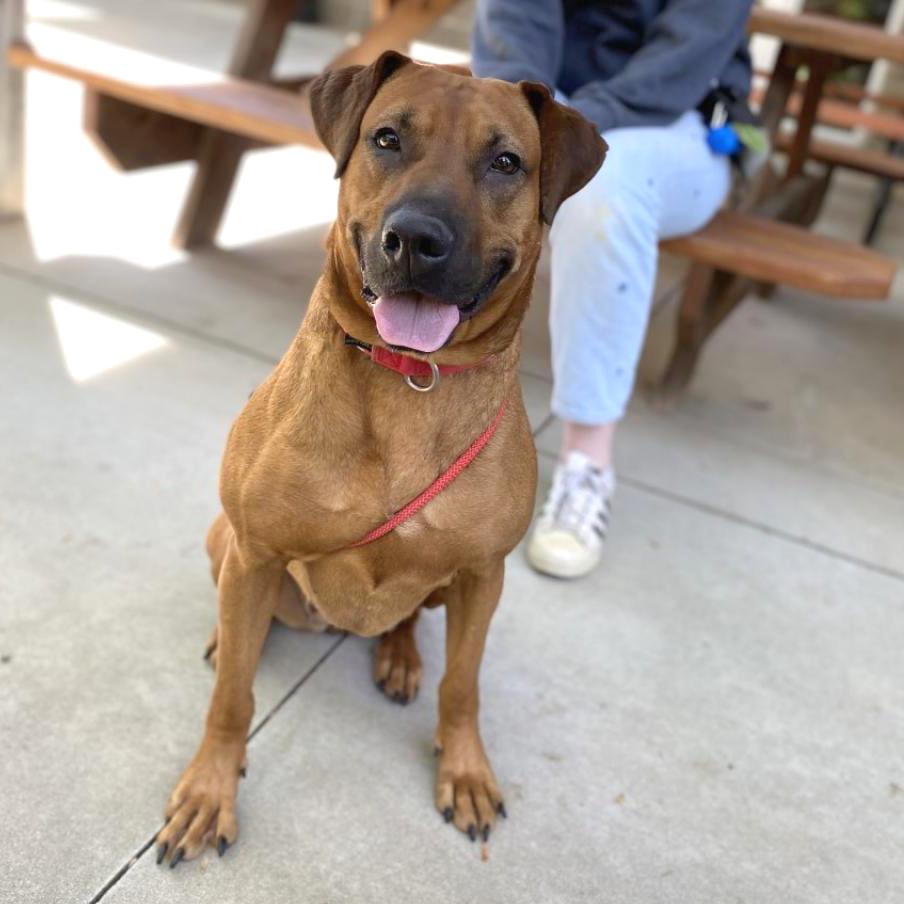 Enlarge Angela, a Adoptable Mixed Breed in Asheville, NC image 5/6