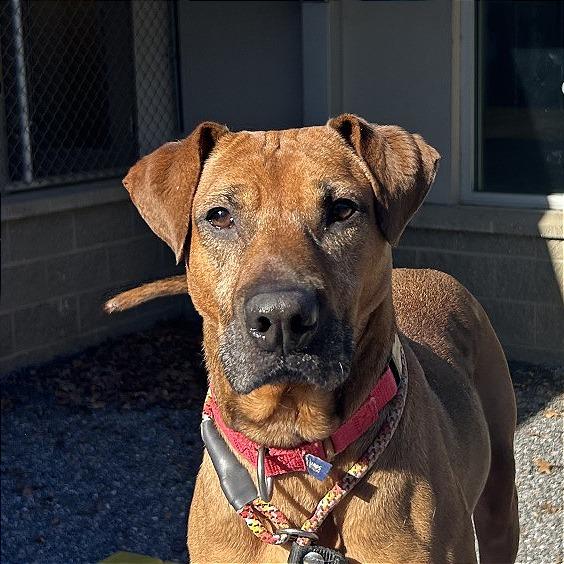Enlarge Angela, a Adoptable Mixed Breed in Asheville, NC image 6/6