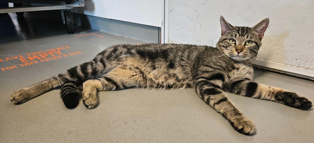 Lucas, Adoptable, Young Male Domestic Short Hair.