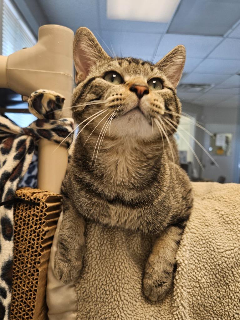 Lucas, a Adoptable mixed breed in Barron, WI image 3/6