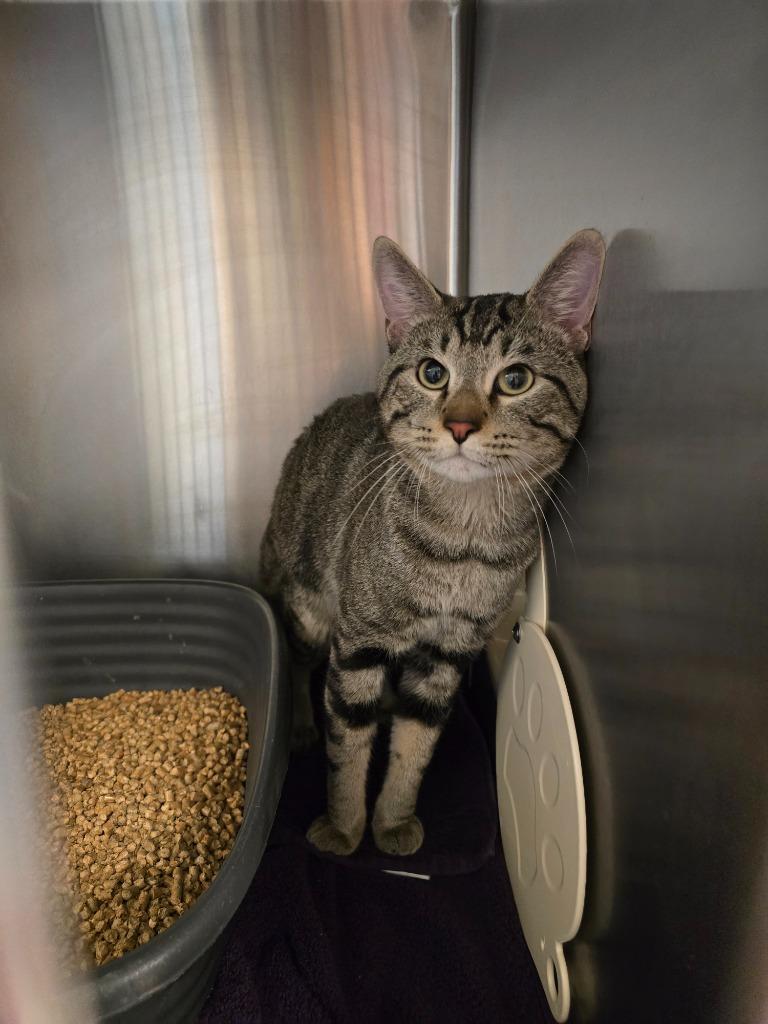 Lucas, Adoptable, Young Male Domestic Short Hair.