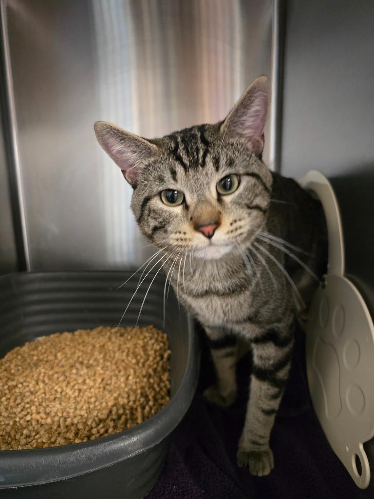 Enlarge Lucas, a Adoptable mixed breed in Barron, WI image 2/2