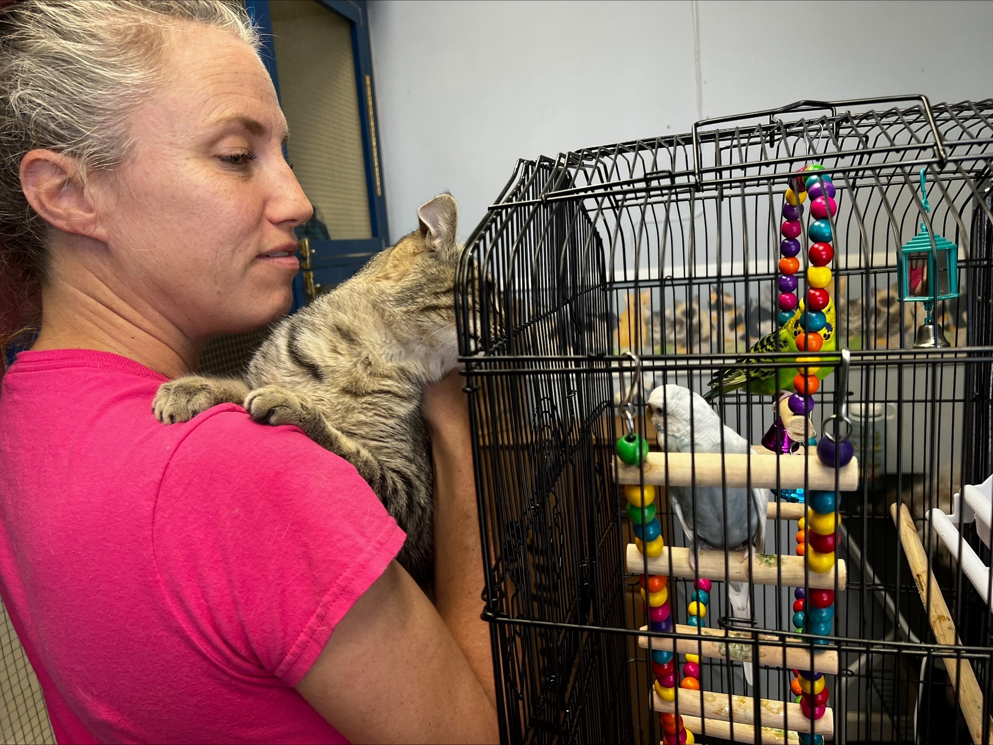 Swifty, Adopted, Young Male Domestic Short Hair.