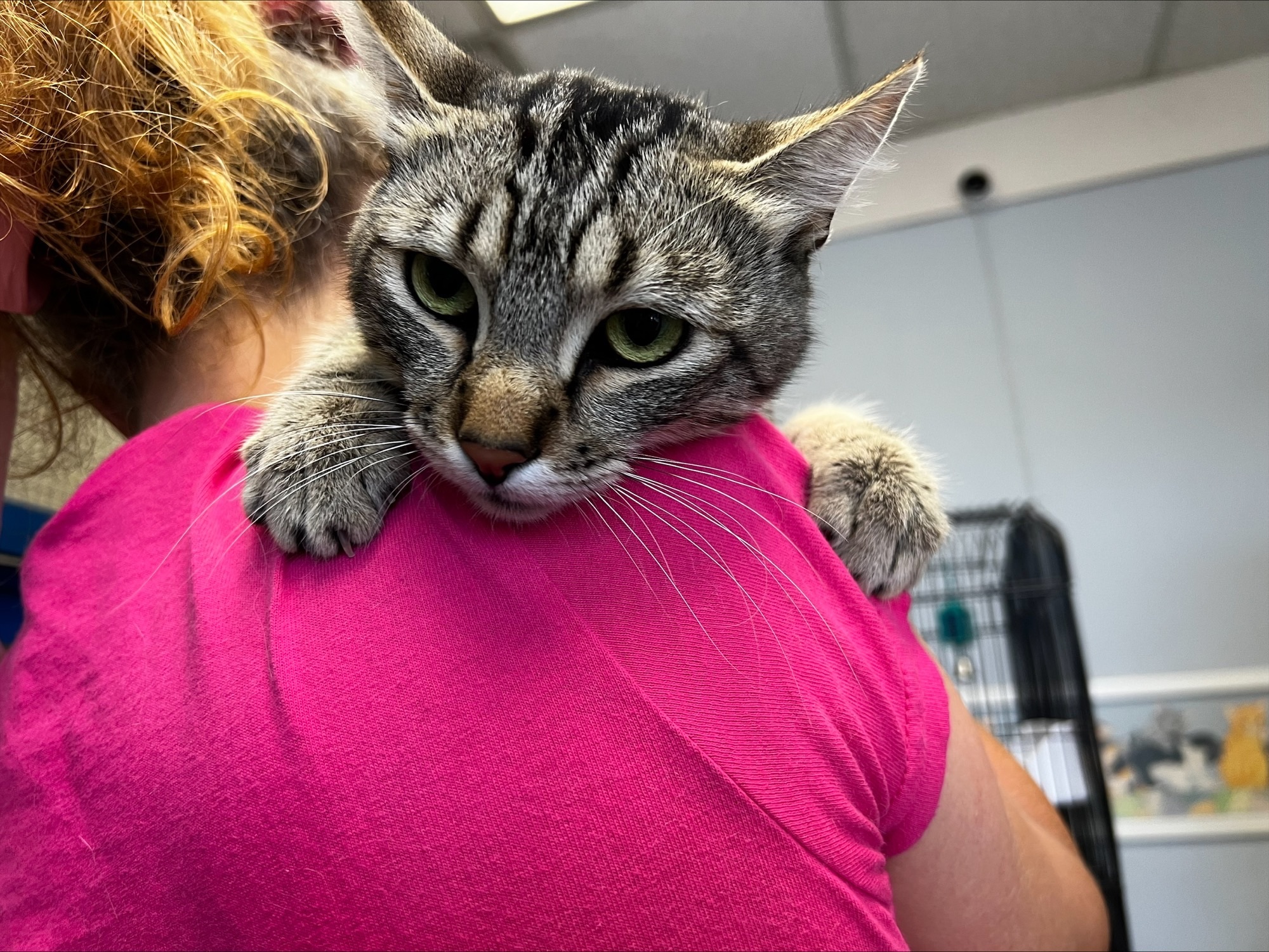 Swifty, Adopted, Young Male Domestic Short Hair.