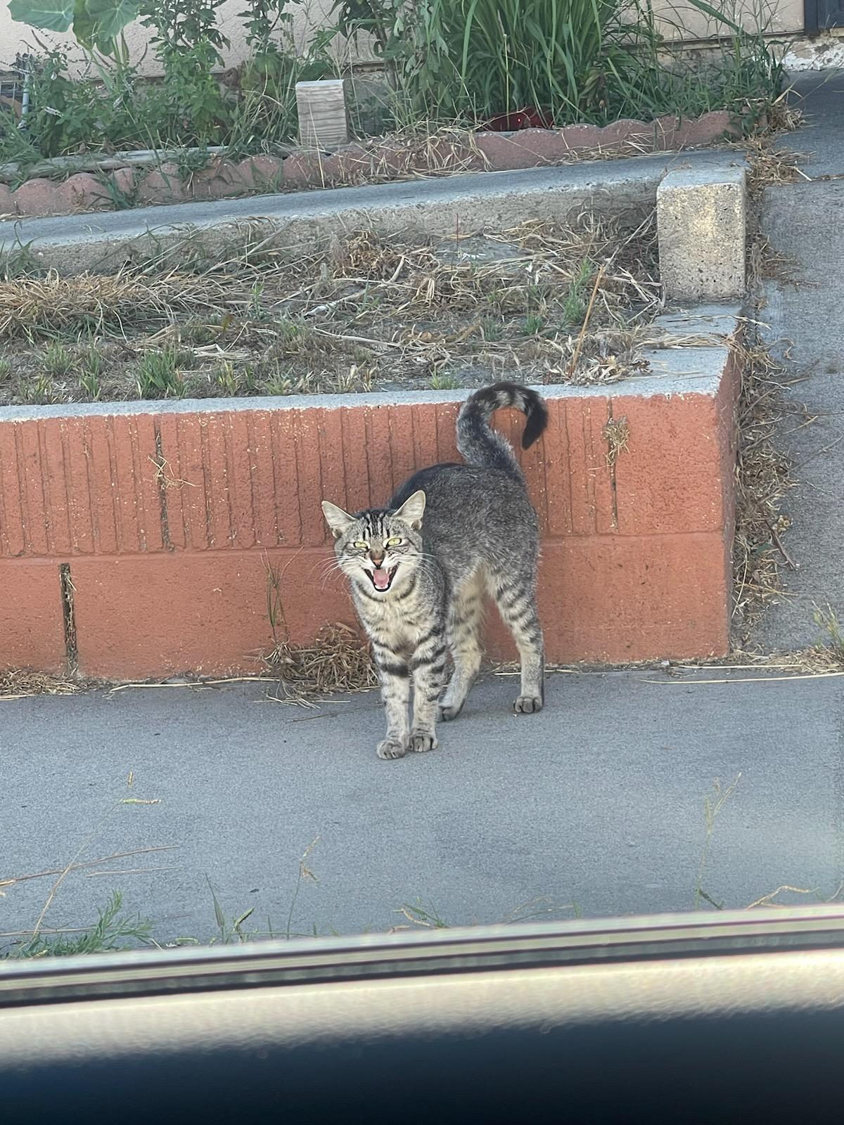 Enlarge Swifty, a Adopted Domestic Short Hair in Laguna Niguel, CA image 3/12