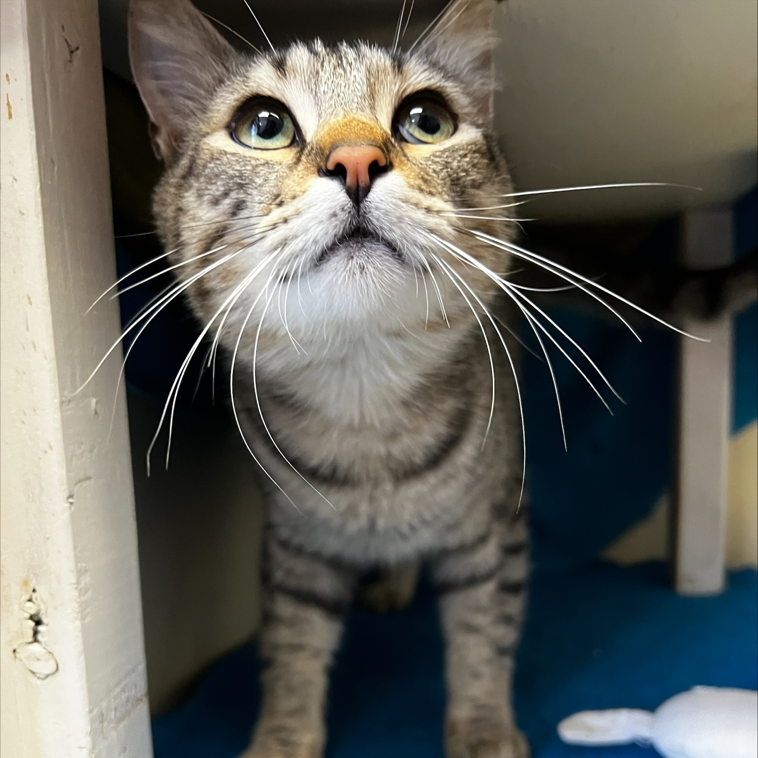 Enlarge Swifty, a Adopted Domestic Short Hair in Laguna Niguel, CA image 4/12