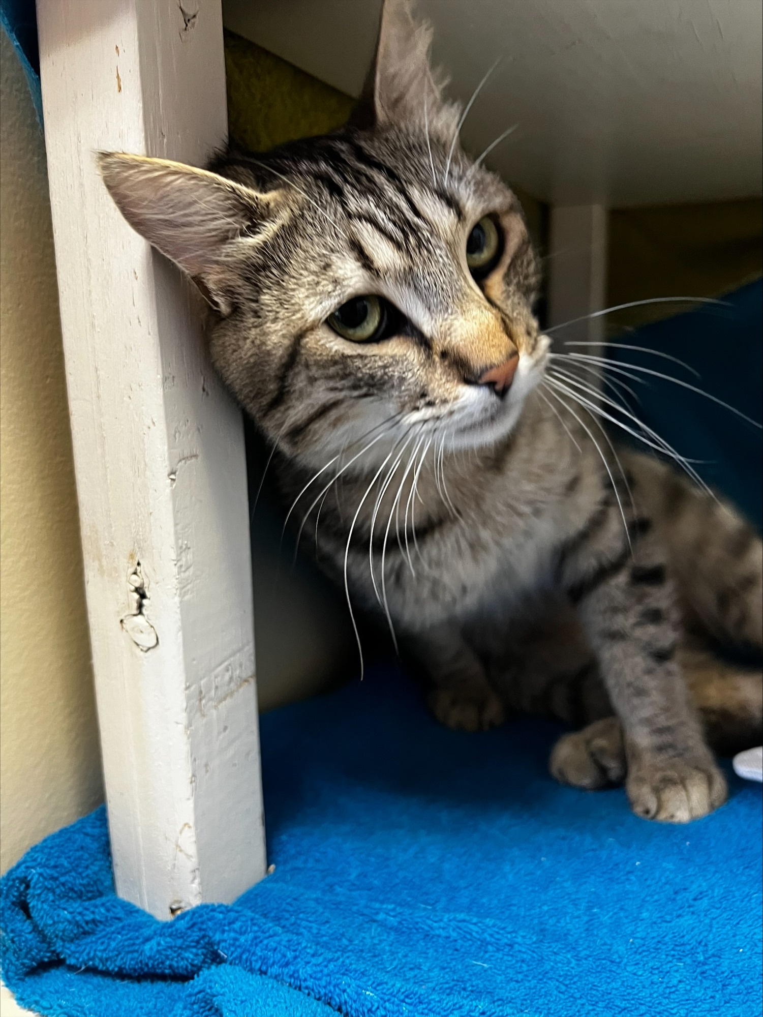 Enlarge Swifty, a Adopted Domestic Short Hair in Laguna Niguel, CA image 5/12