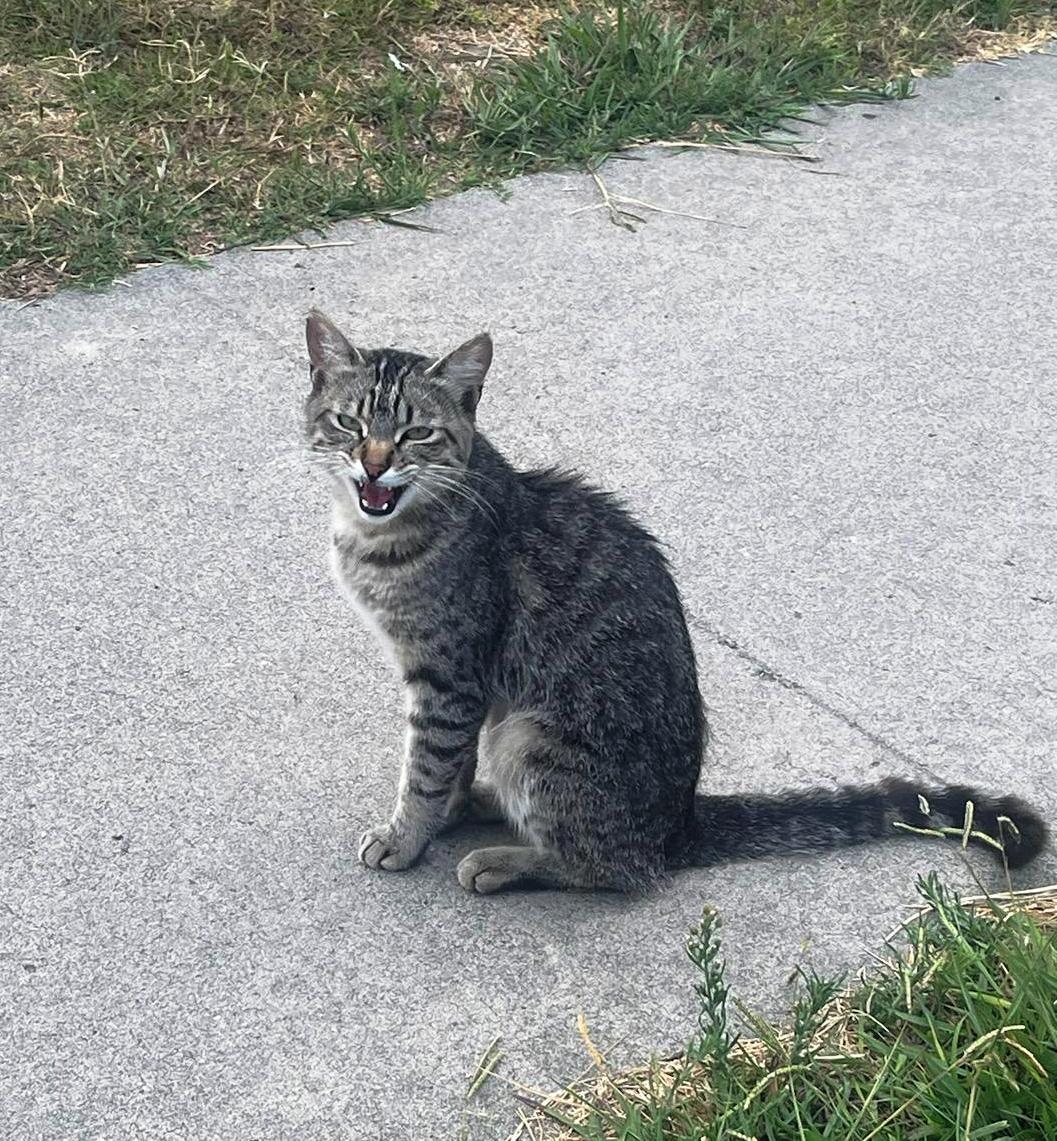 Enlarge Swifty, a Adopted Domestic Short Hair in Laguna Niguel, CA image 6/12