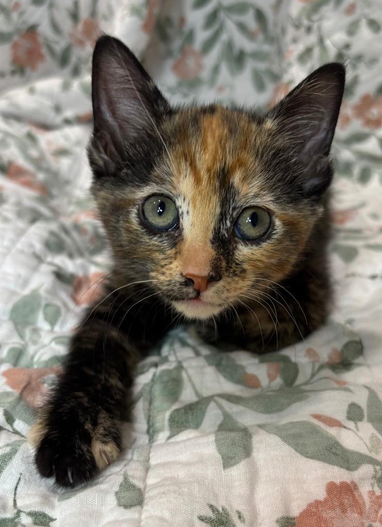 Enlarge 3/26/25 - Monarch, a Adopted mixed breed in Stillwater, OK image 1/1