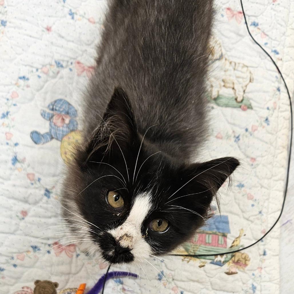 Enlarge Blu, a Adoptable Domestic Long Hair in Kingman, KS image 1/4