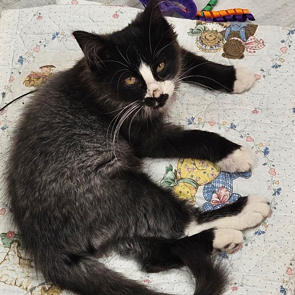 Enlarge Blu, a Adoptable Domestic Long Hair in Kingman, KS image 2/4