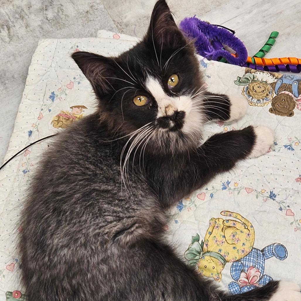 Enlarge Blu, a Adoptable Domestic Long Hair in Kingman, KS image 3/4