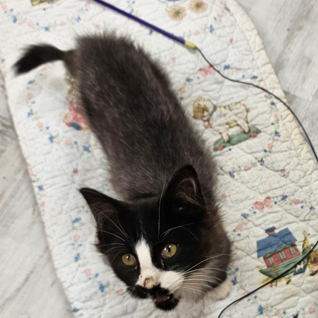 Enlarge Blu, a Adoptable Domestic Long Hair in Kingman, KS image 4/4