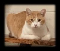 Enlarge Rusty, a Adoptable Domestic Short Hair in Huntsville, AL image 1/3