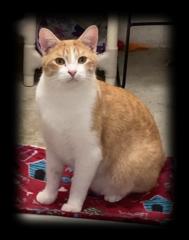 Enlarge Rusty, a Adoptable Domestic Short Hair in Huntsville, AL image 2/3