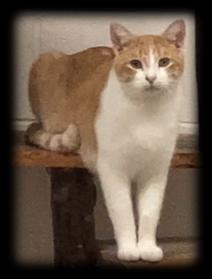Rusty, Adoptable, Adult Male Domestic Short Hair.