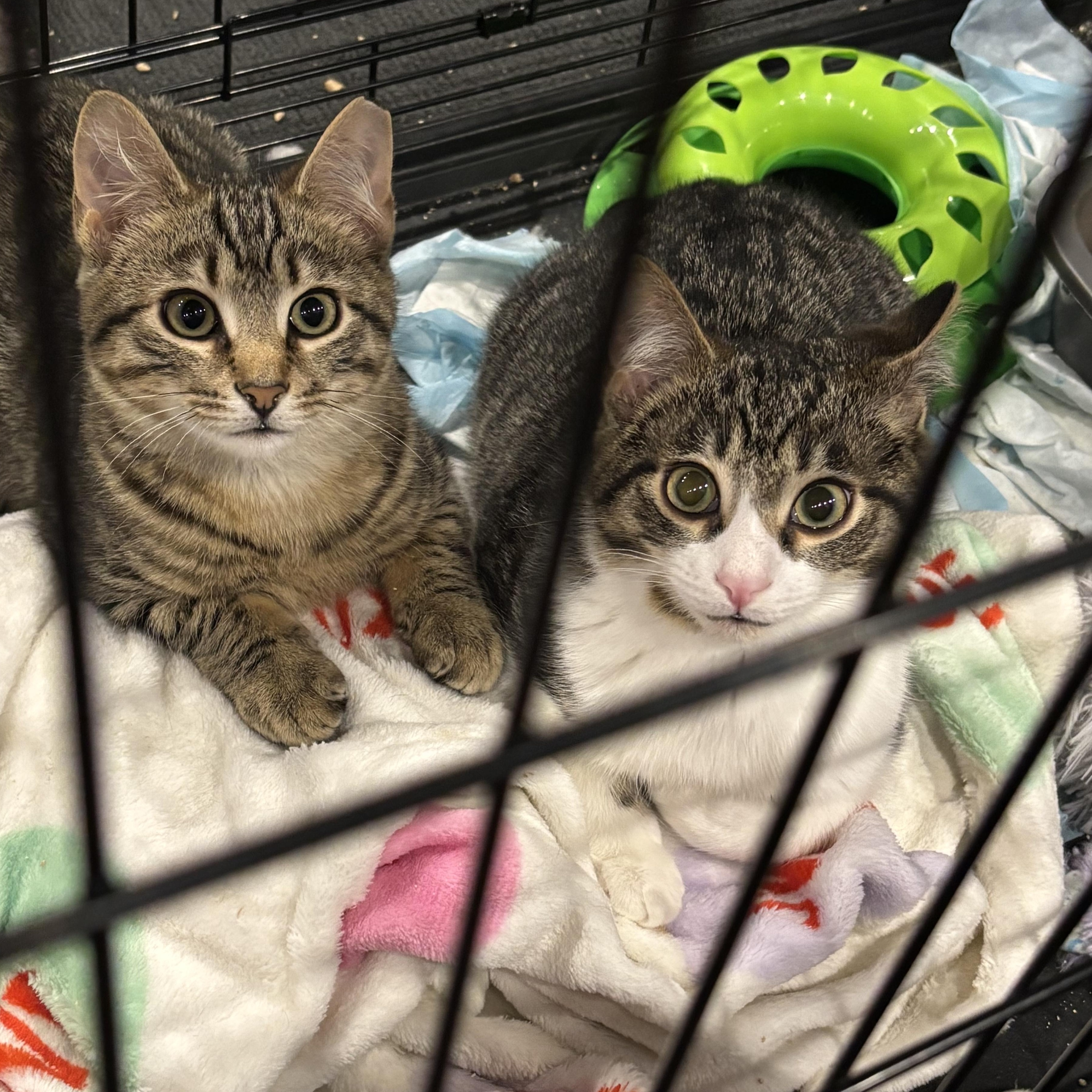 Enlarge Teddy , an adopted Domestic Short Hair in Clifton, NJ image 6/6