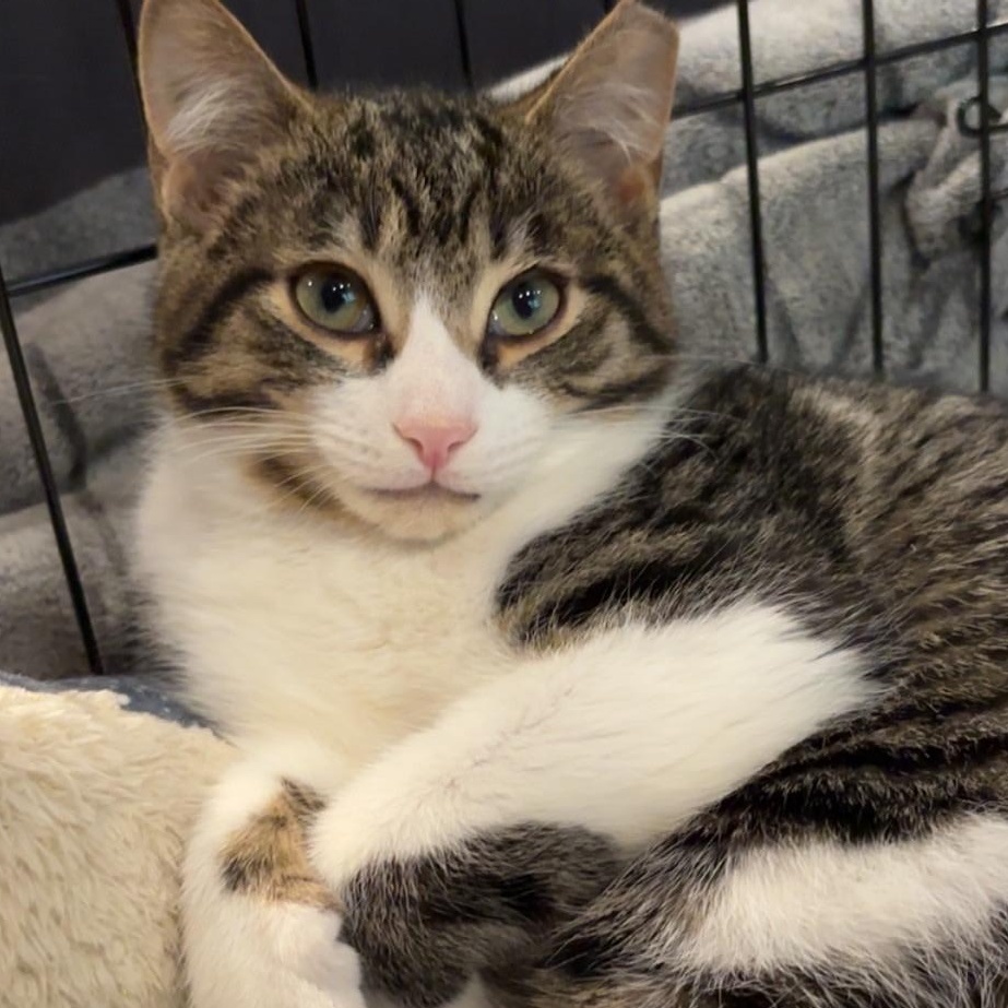 Teddy , adopted, Kitten Male Domestic Short Hair.