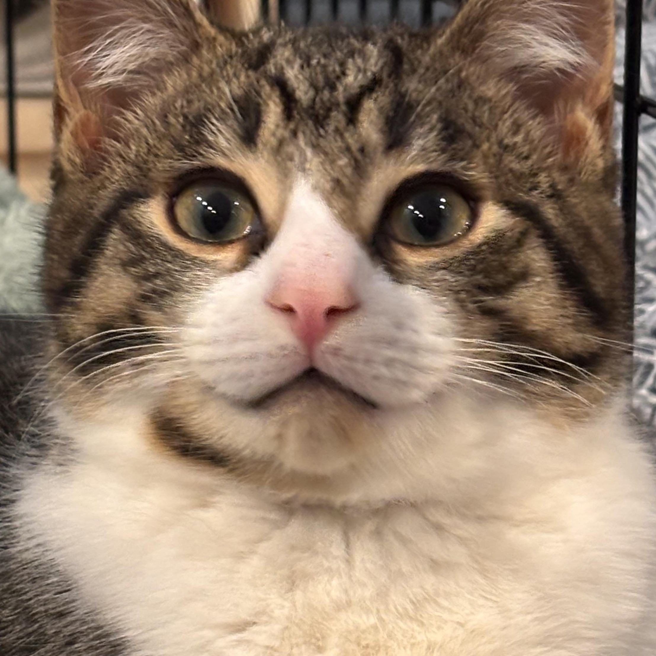 Enlarge Teddy , an adopted Domestic Short Hair in Clifton, NJ image 3/6