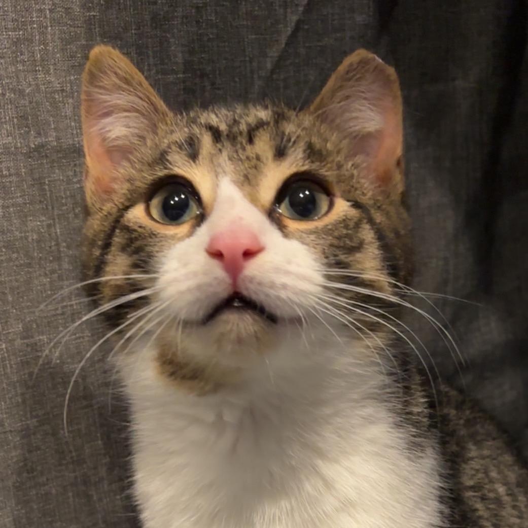 Enlarge Teddy , an adopted Domestic Short Hair in Clifton, NJ image 5/6