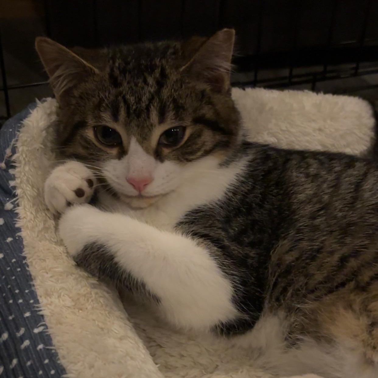 Enlarge Teddy , an adopted Domestic Short Hair in Clifton, NJ image 4/6