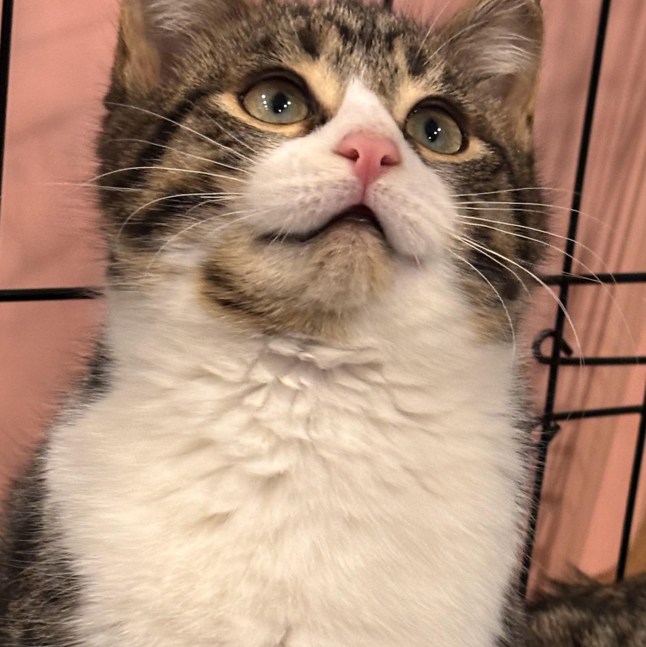 Enlarge Teddy , an adopted Domestic Short Hair in Clifton, NJ image 2/6