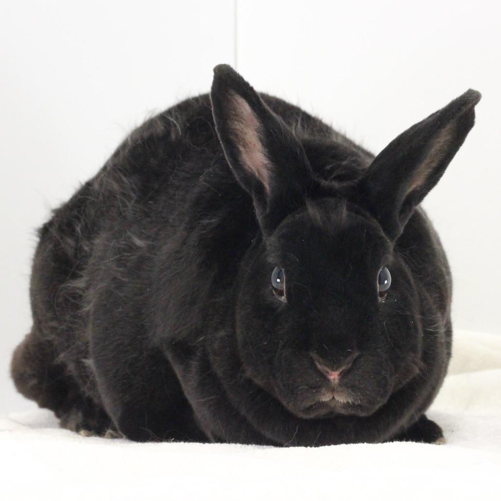Enlarge Ebony, a Adoptable Mini Rex in Dayton, OH image 1/4