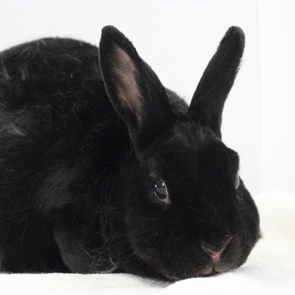 Enlarge Ebony, a Adoptable Mini Rex in Dayton, OH image 3/4