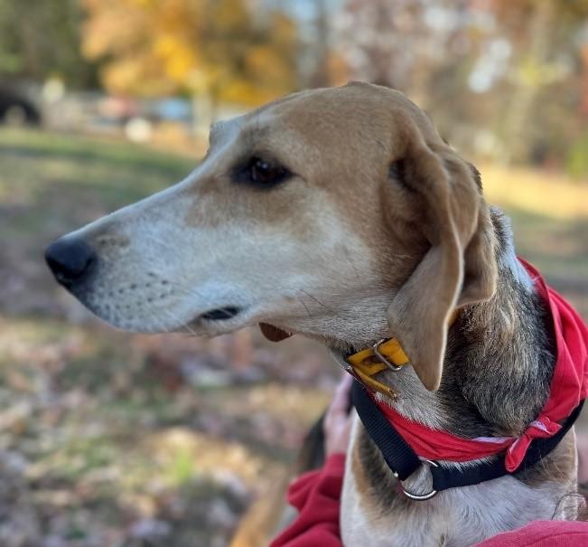 Sally, ADOPTABLE, Adult Female Hound.