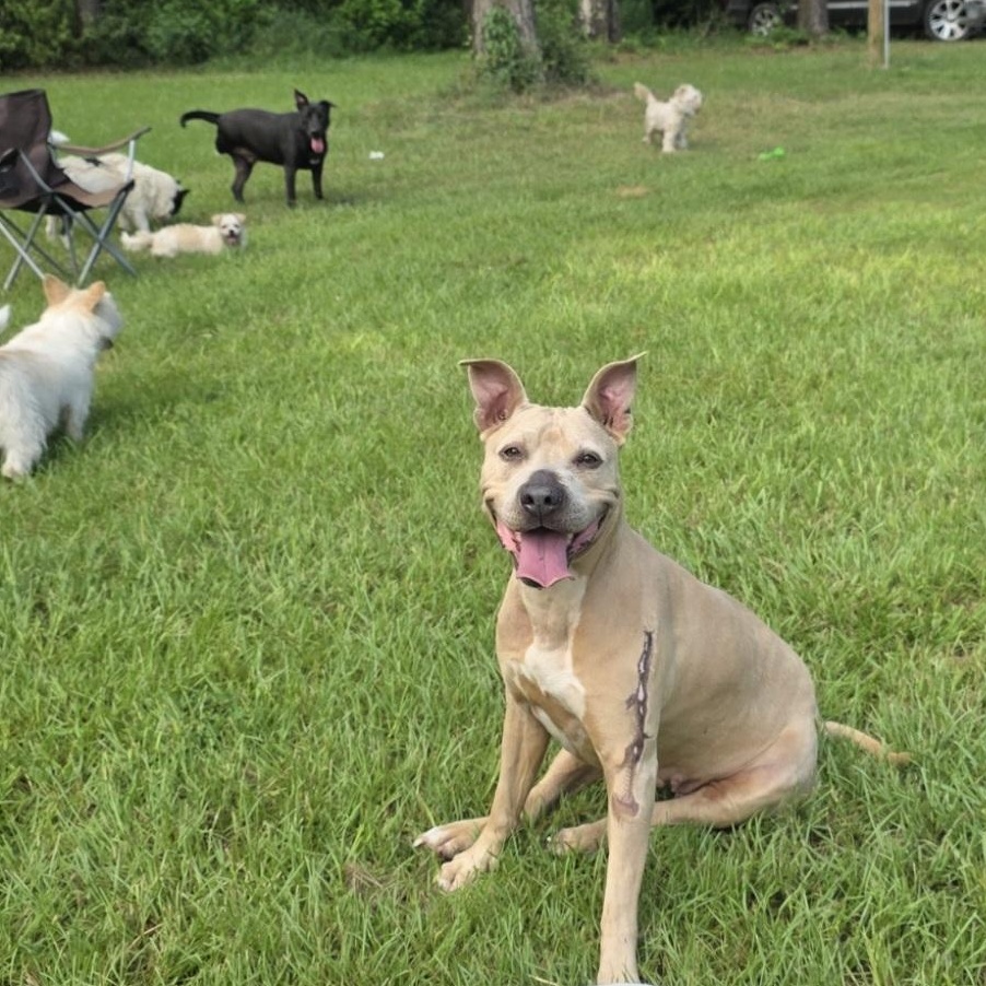 Enlarge Vicky affectionate and sweet , a Adoptable mixed breed in Houston, TX image 3/5