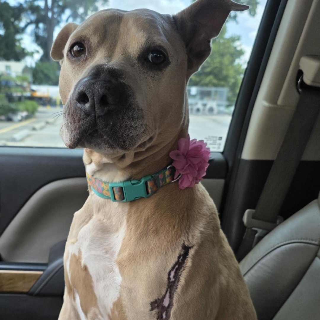 Enlarge Vicky affectionate and sweet , a Adoptable mixed breed in Houston, TX image 5/5