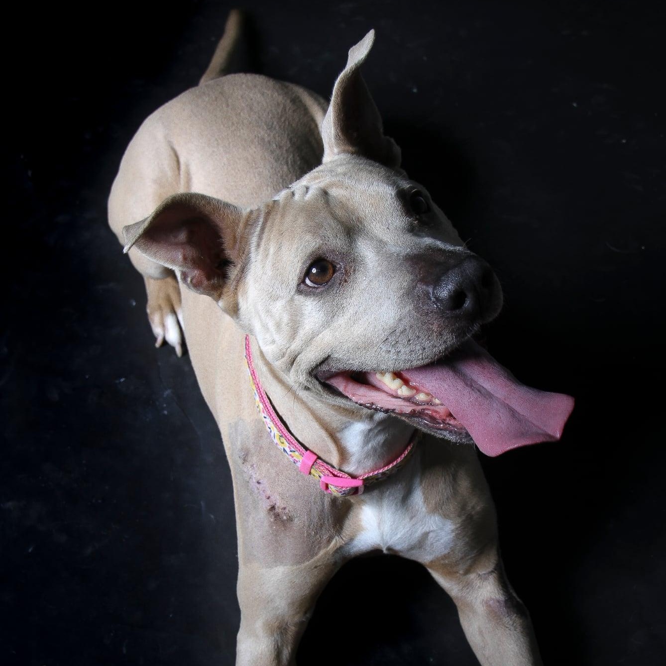 Enlarge Vicky affectionate and sweet , a Adoptable mixed breed in Houston, TX image 4/5