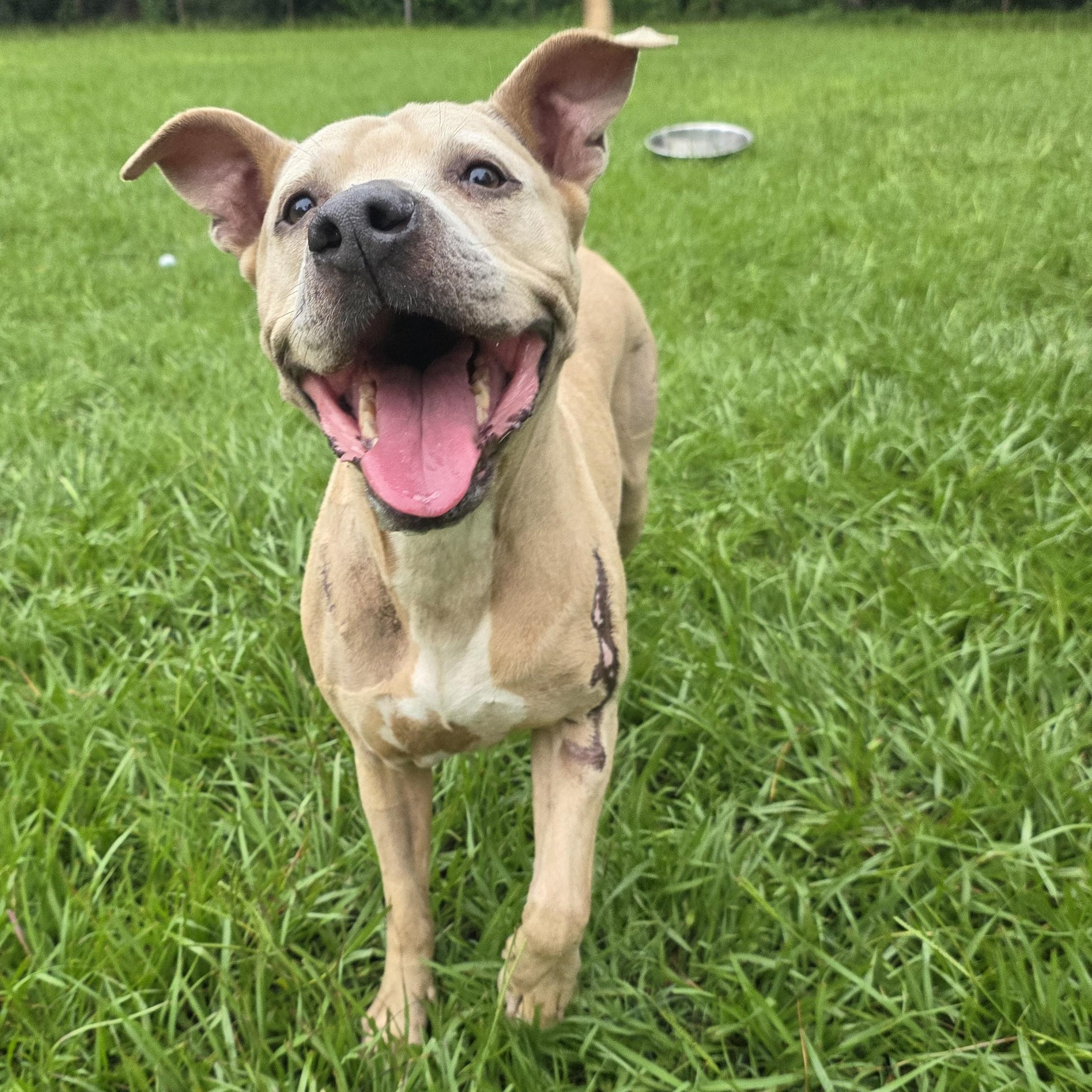 Vicky affectionate and sweet , Adoptable, Adult Female American Staffordshire Terrier.