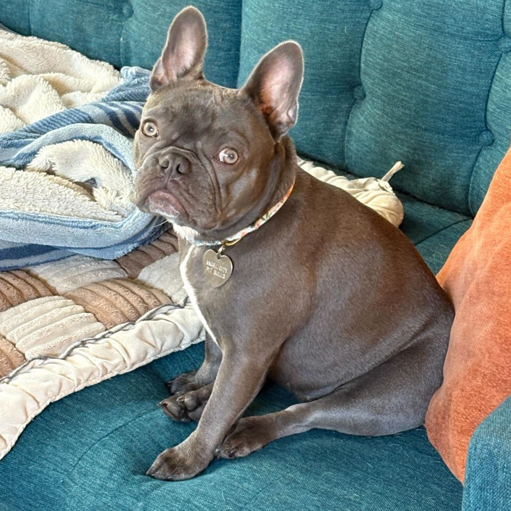 Bebe, Adoptable, Young Female French Bulldog.