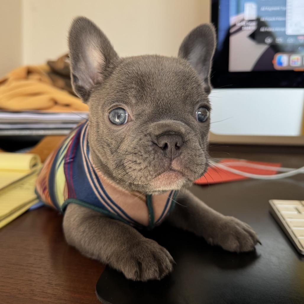 Enlarge Bebe, a Adoptable French Bulldog in Los Angeles, CA image 2/2