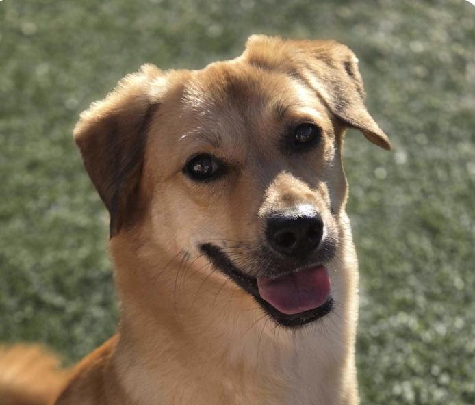 Enlarge Sonny, a Adoptable mixed breed in San Francisco, CA image 1/1