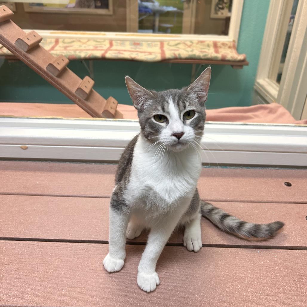 Giorno, Adoptable, Kitten Male Domestic Short Hair.