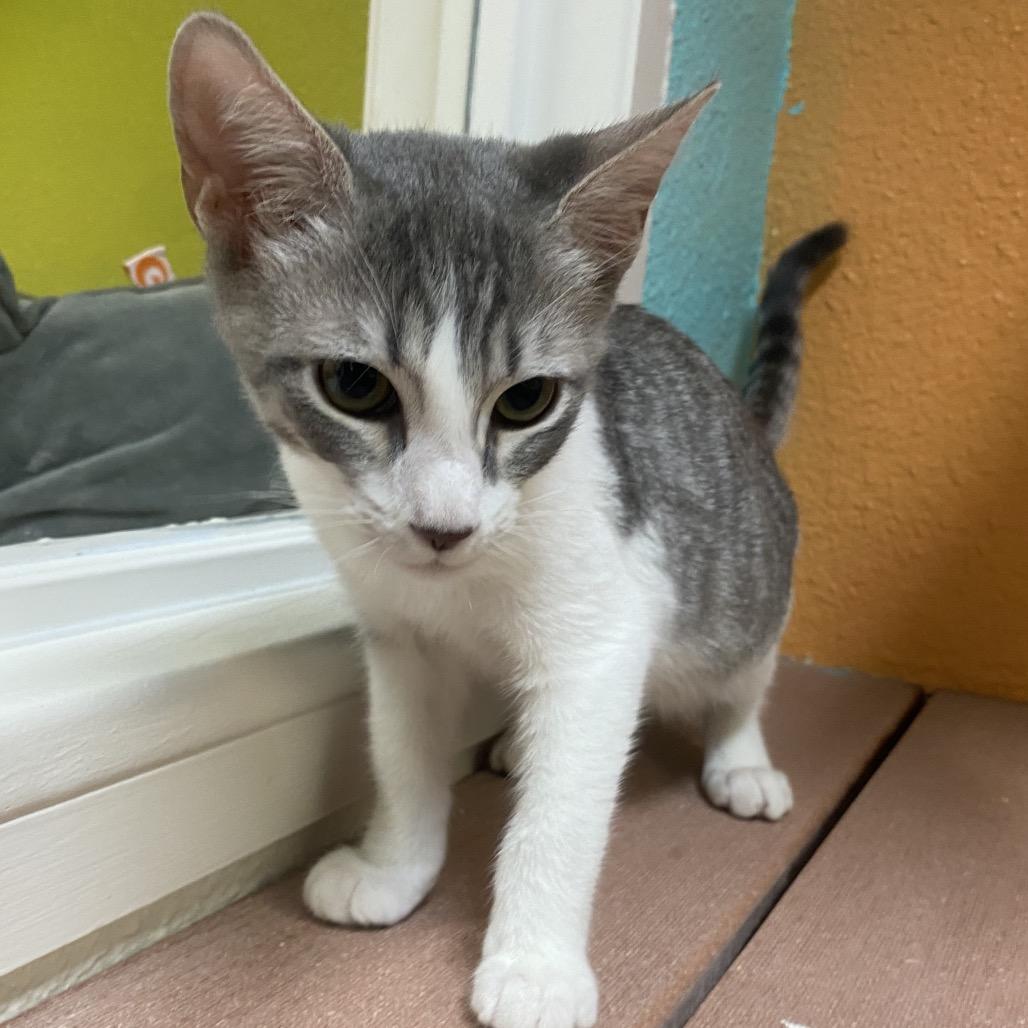 Enlarge Giorno, a Adoptable Domestic Short Hair in Fresno, CA image 2/3