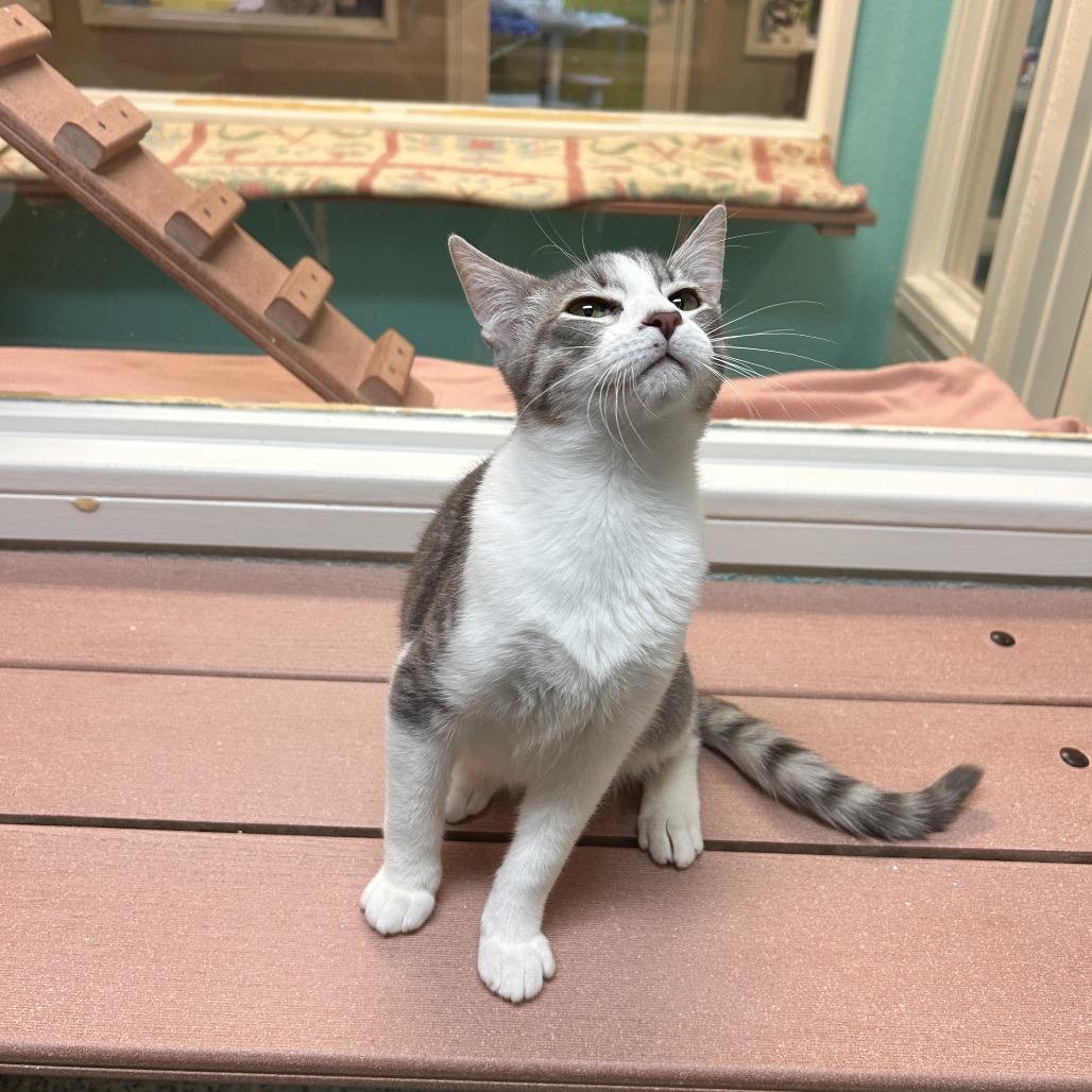 Enlarge Giorno, a Adoptable Domestic Short Hair in Fresno, CA image 3/3