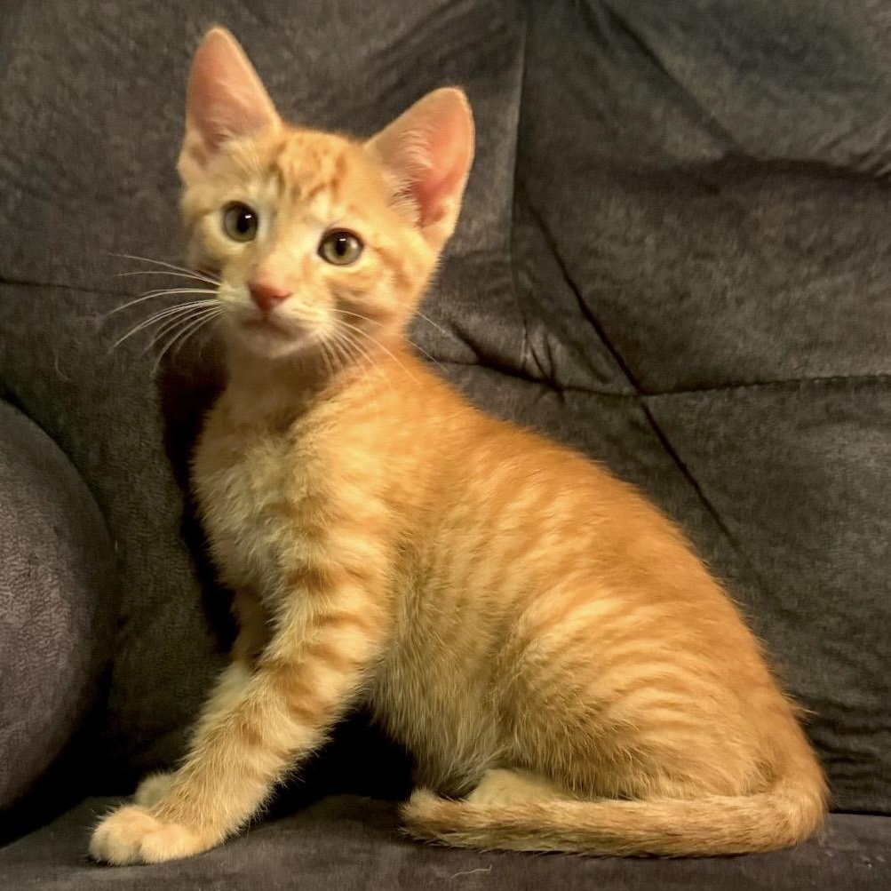 Enlarge Cheez-It, a Adoptable Domestic Short Hair in Heber Springs, AR image 1/1