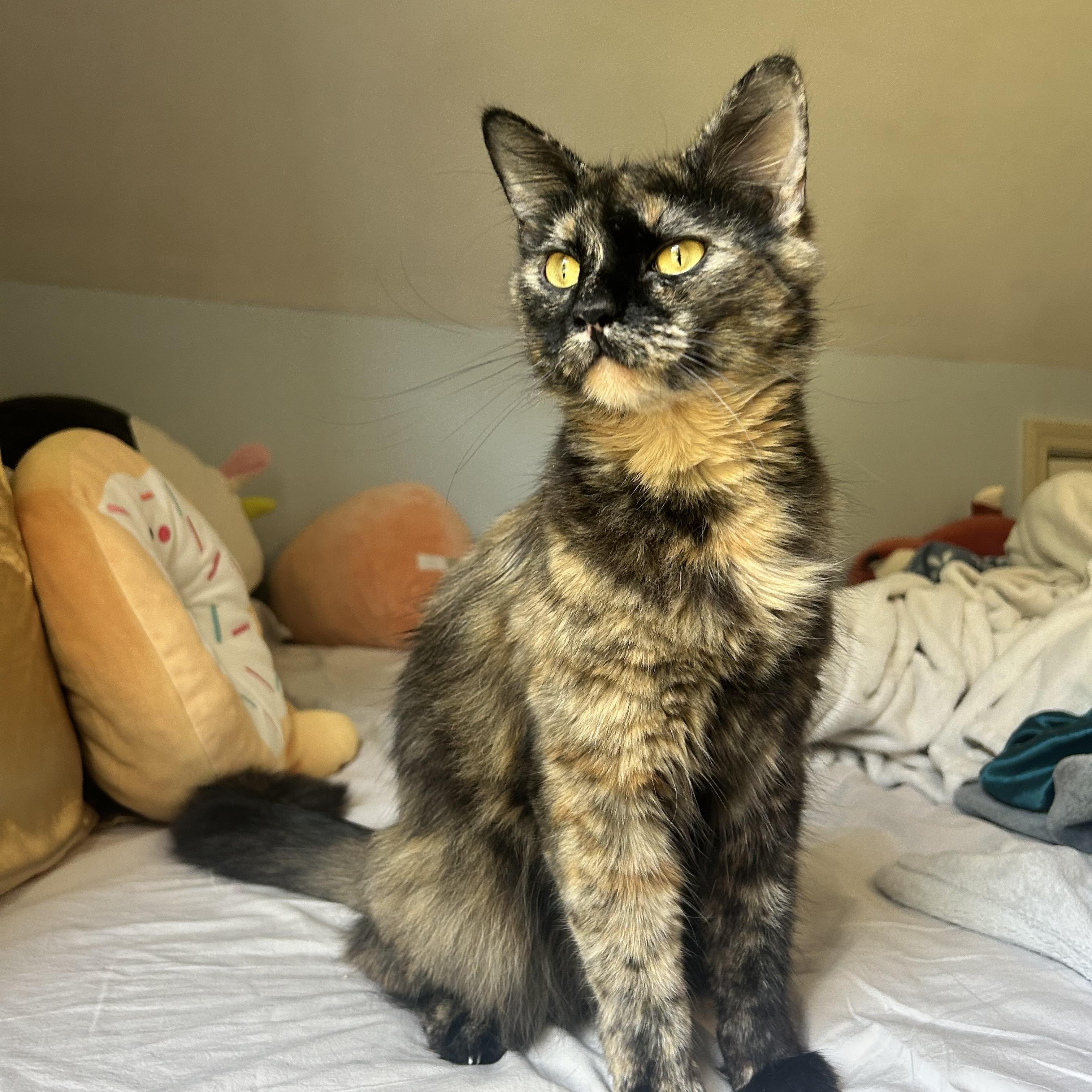 Missie, ADOPTABLE, Young Female Tortoiseshell.