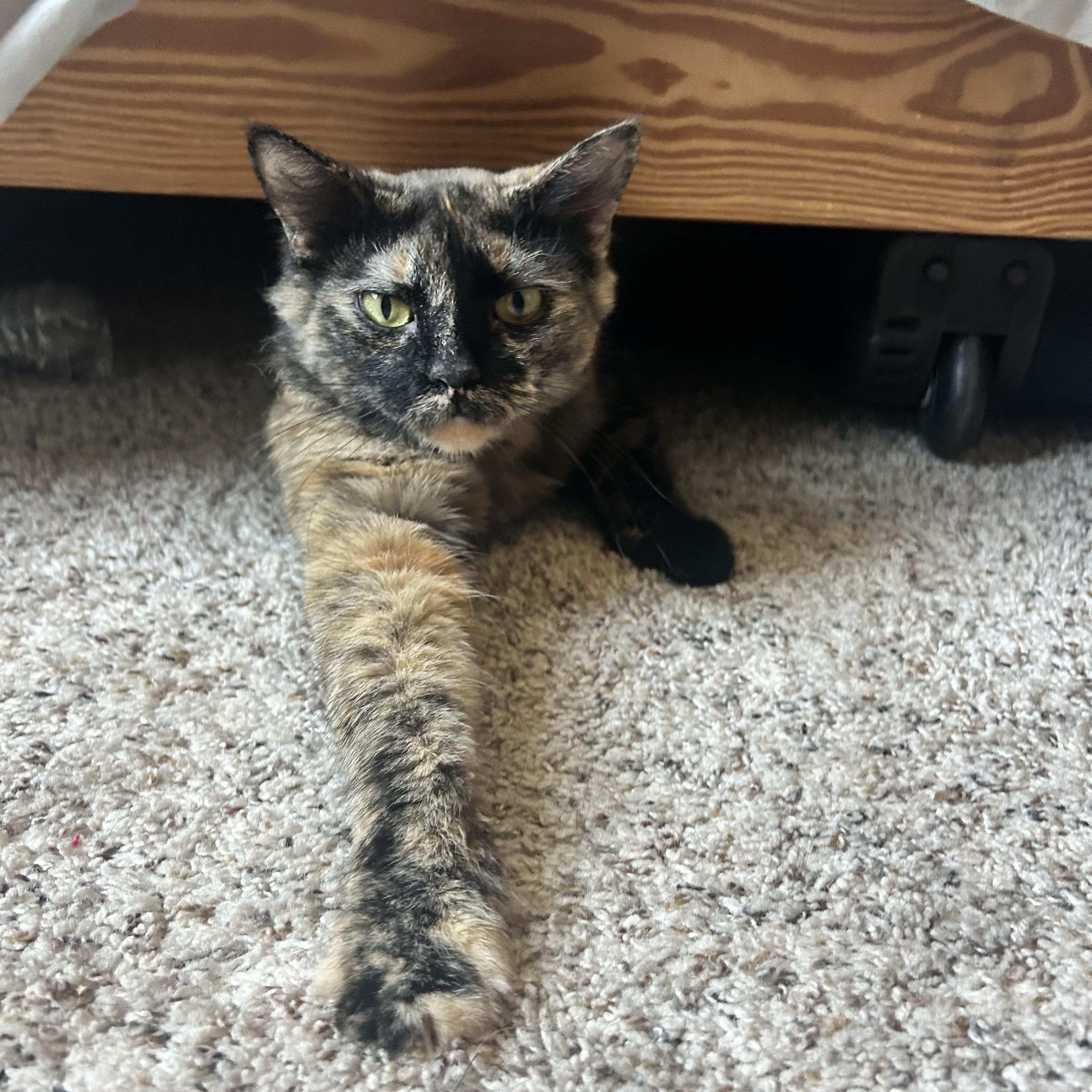 Enlarge Missie, a ADOPTABLE Tortoiseshell in Melrose, MA image 2/3