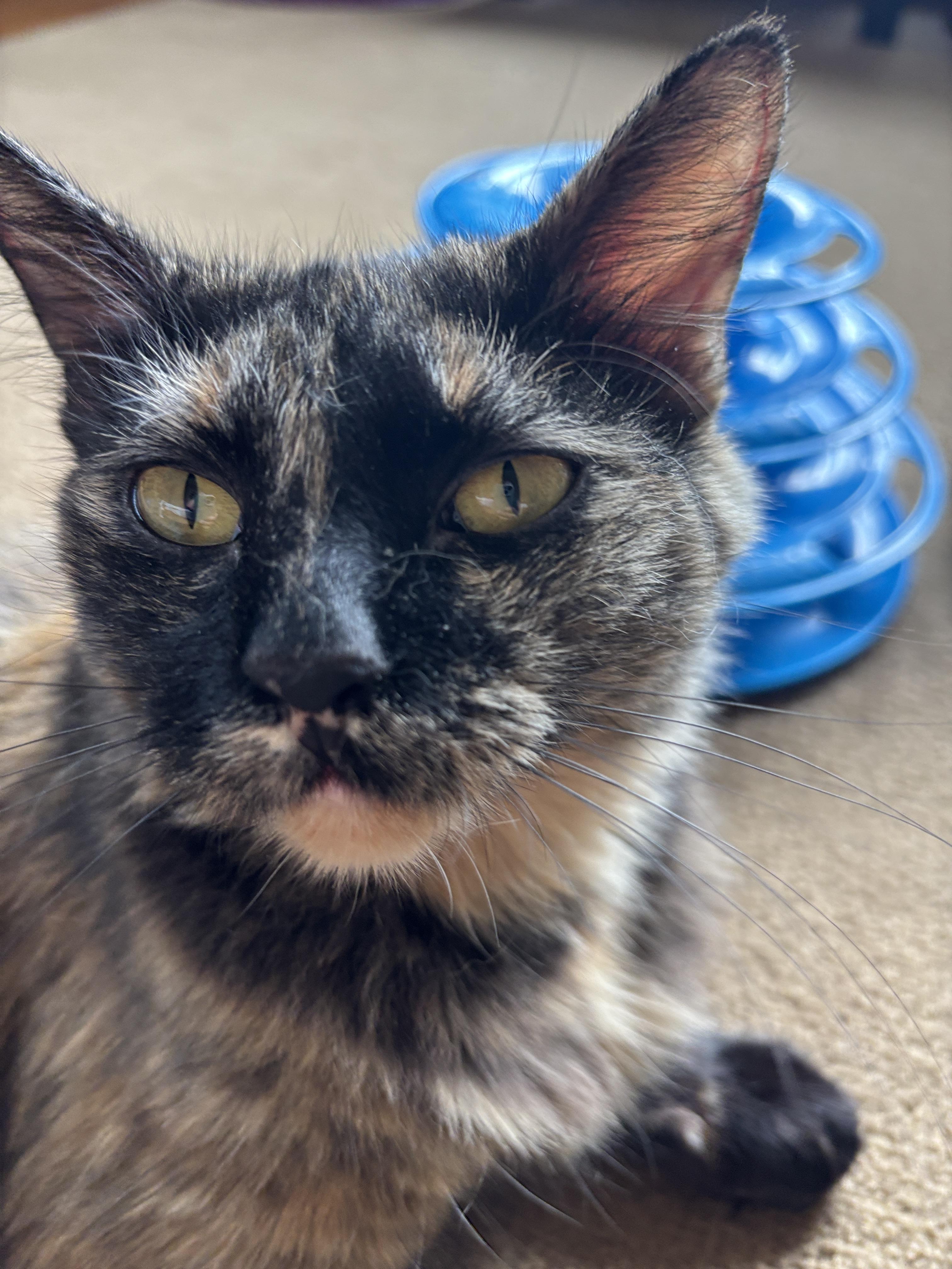 Enlarge Missie, a ADOPTABLE Tortoiseshell in Melrose, MA image 3/3