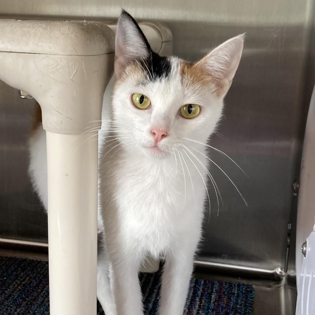 Enlarge Alaska, a Adoptable Domestic Short Hair in Sand Springs, OK image 1/4