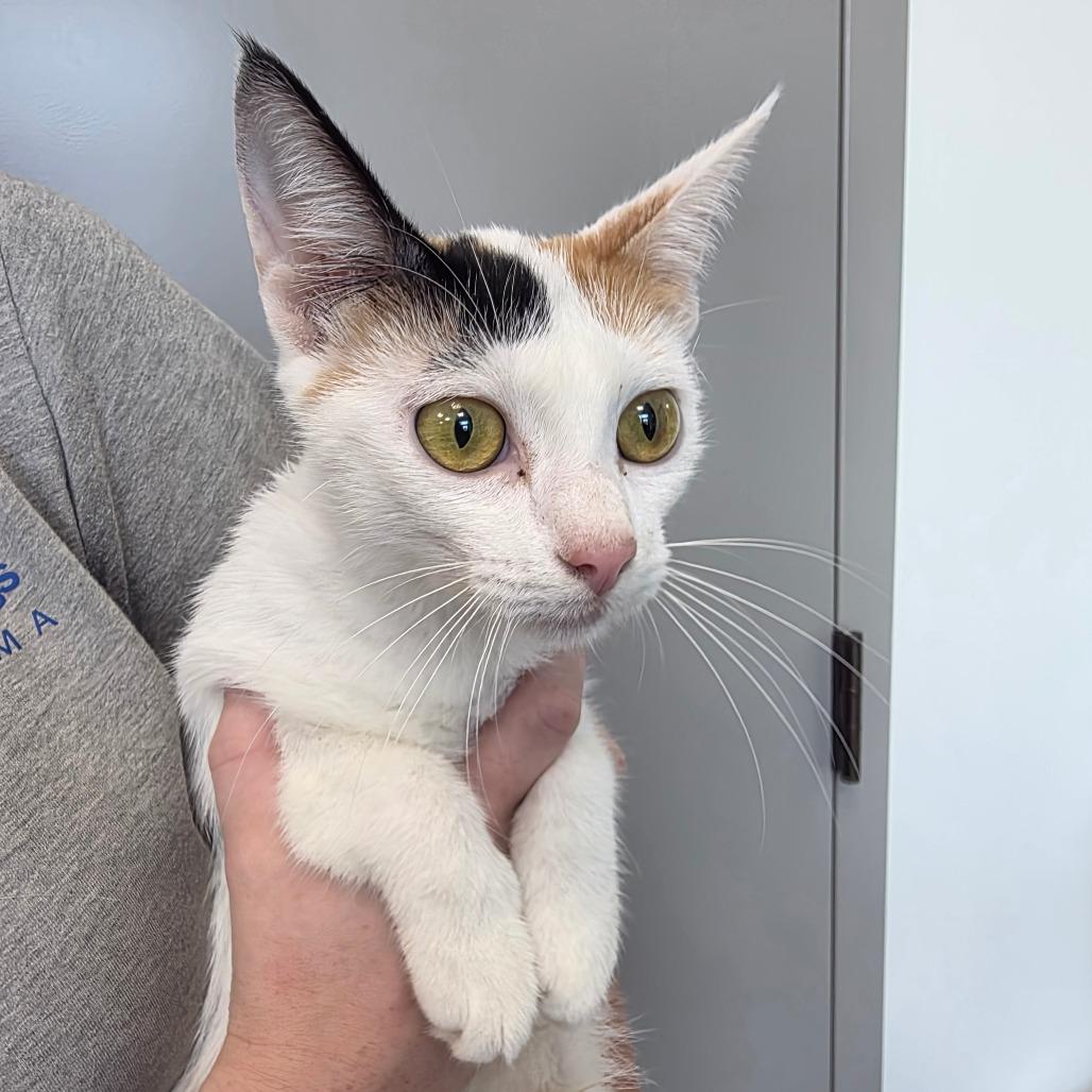 Alaska, Adoptable, Young Female Domestic Short Hair.