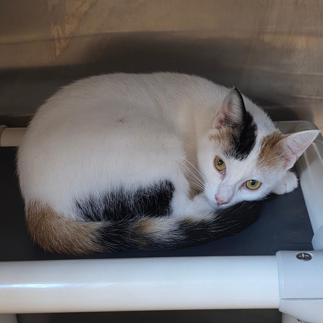 Enlarge Alaska, a Adoptable Domestic Short Hair in Sand Springs, OK image 3/5