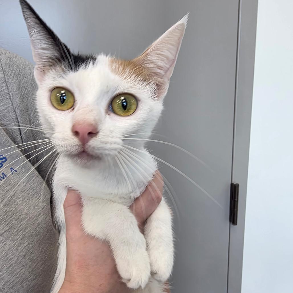 Alaska, a Adoptable Domestic Short Hair in Sand Springs, OK image 2/2