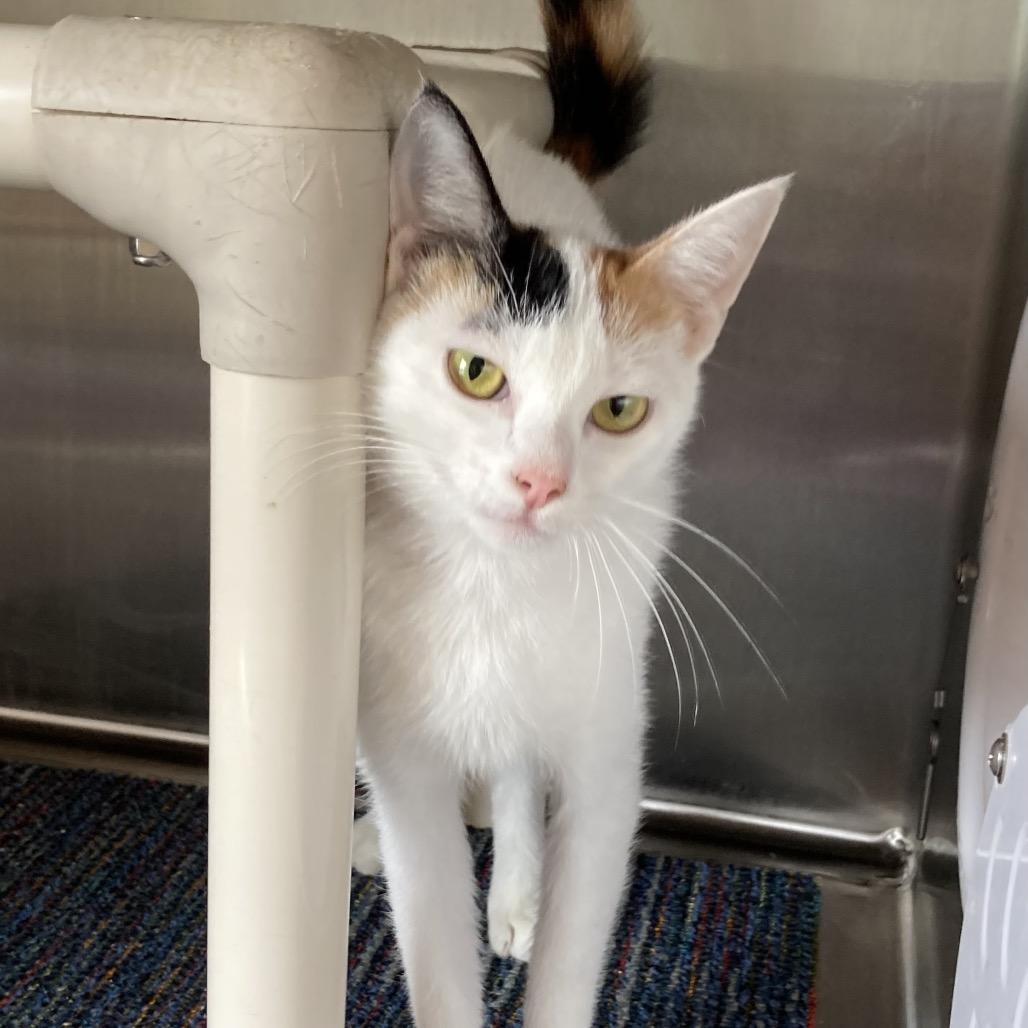 Enlarge Alaska, a Adoptable Domestic Short Hair in Sand Springs, OK image 4/4